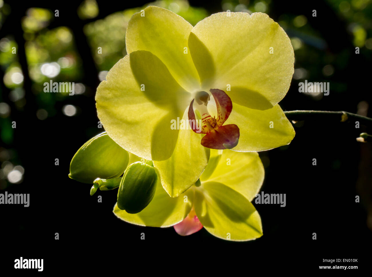 orchid Phalaenopsis yellow Stock Photo