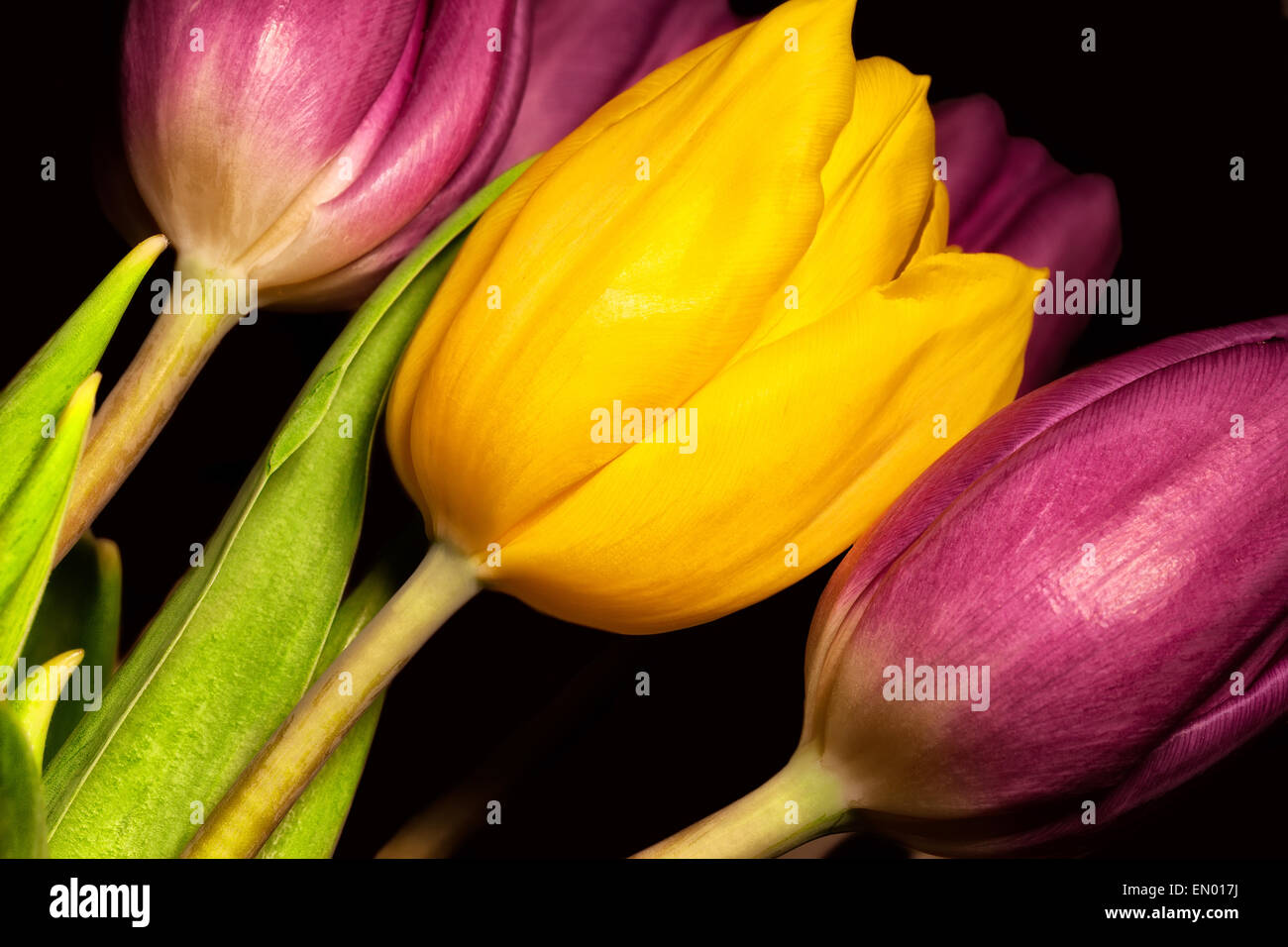 Single yellow tulip surrounded by purple tulips against a black background Stock Photo