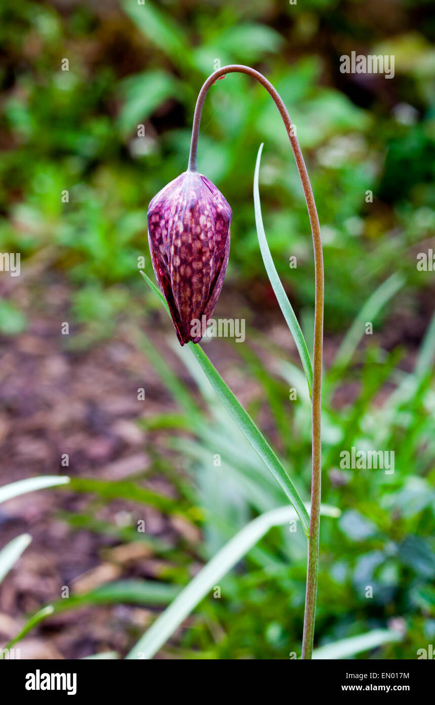 Snake's head fritillary or Fritillaria meleagris a Eurasian species of flowering plant in the lily family Stock Photo