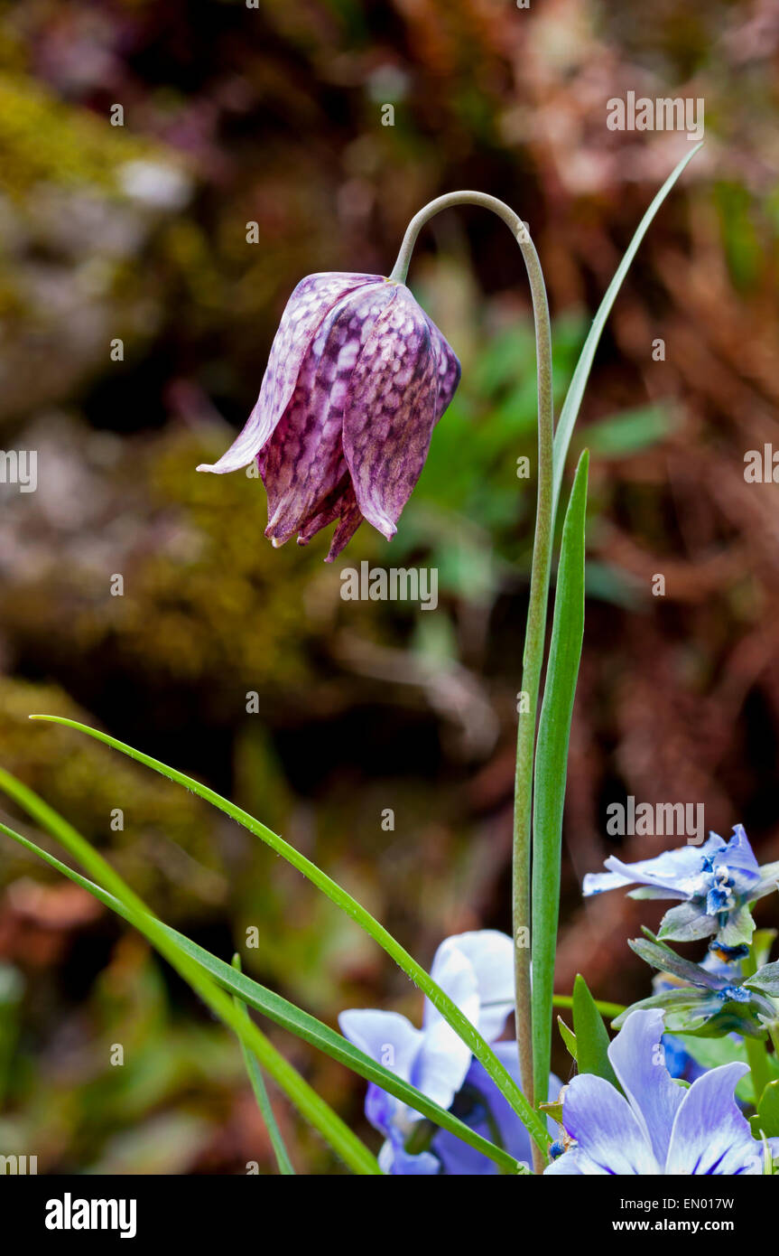 Snake's head fritillary or Fritillaria meleagris a Eurasian species of flowering plant in the lily family Stock Photo