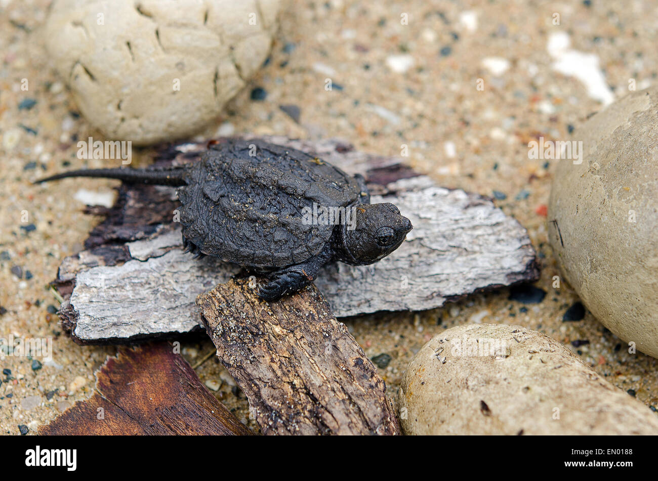 Baby snapping turtle on a pieces of old wood and rocks. Stock Photo