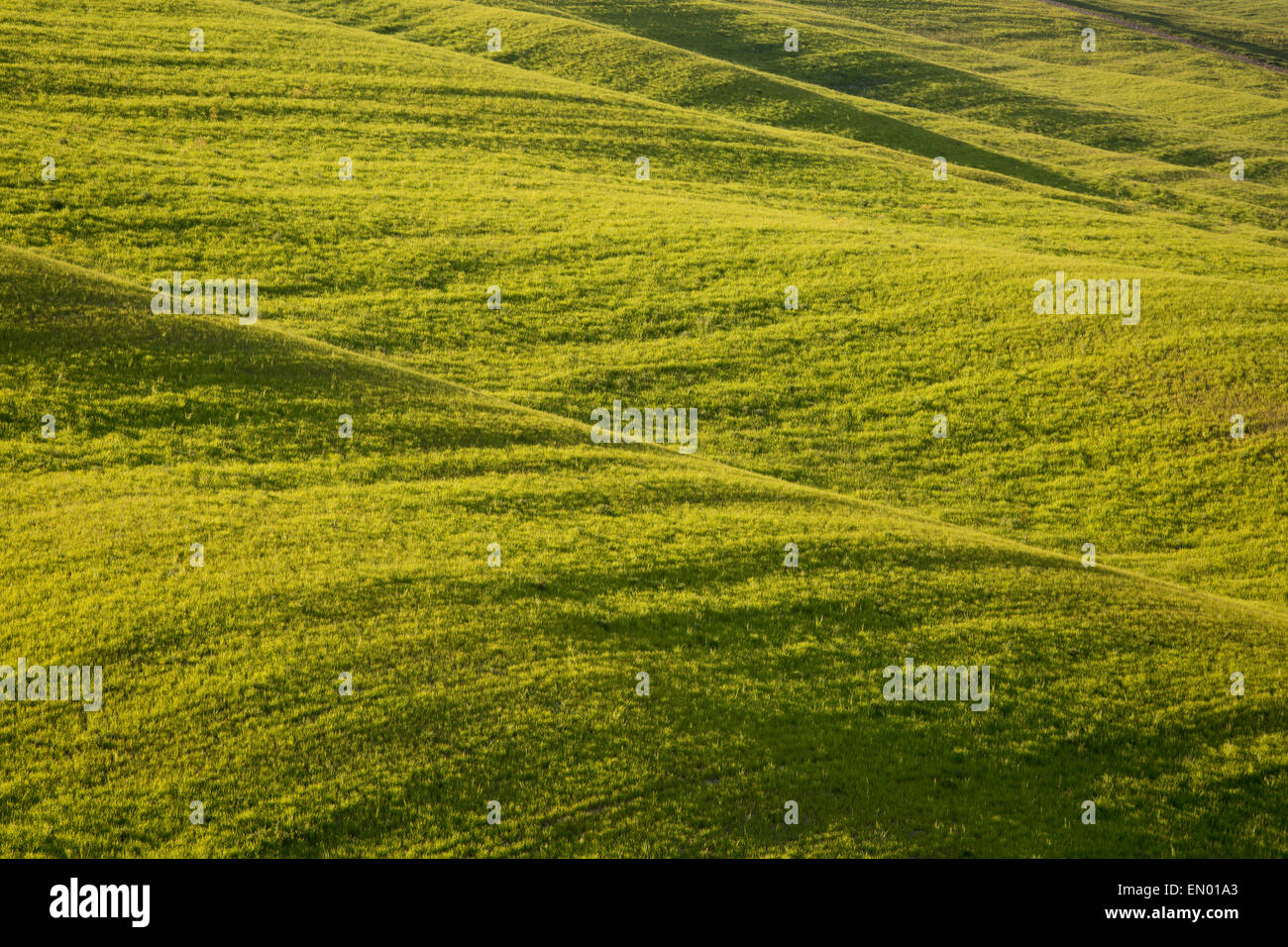 Rolling hills near San Quirico d'Orcia, Tuscany, Italy Stock Photo