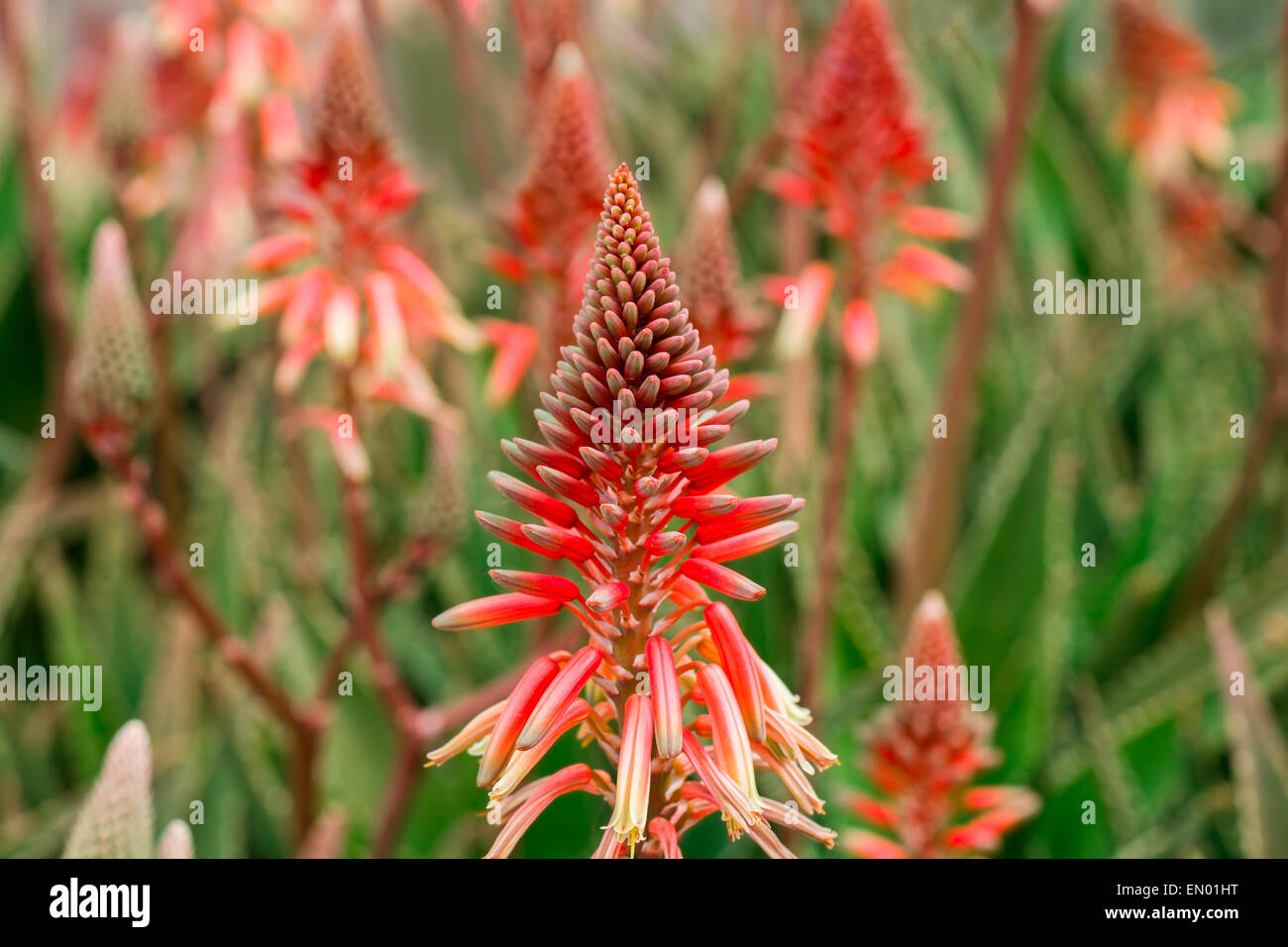 Red Aloe Vera Flowers Close Up Stock Photo