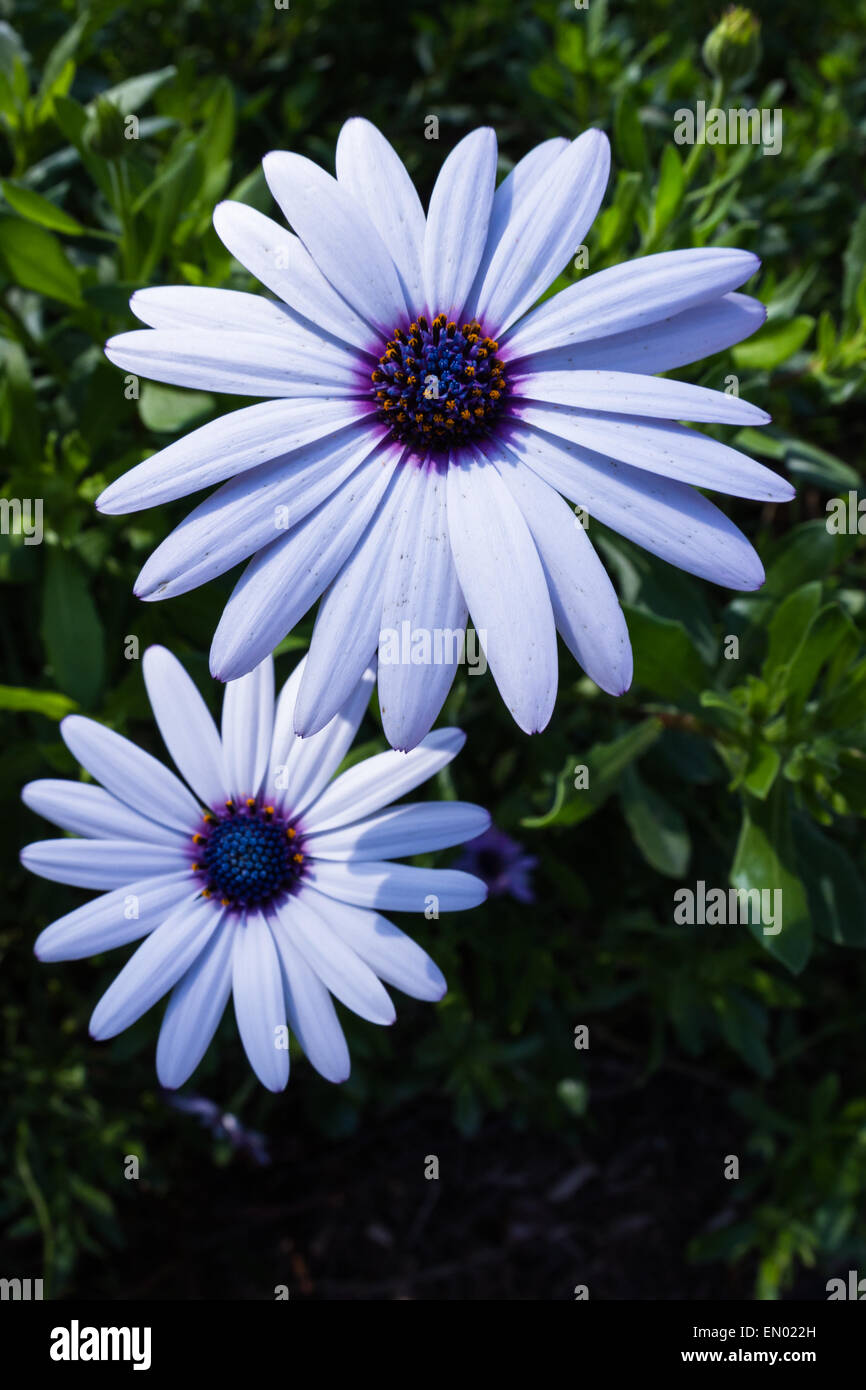 group of beautiful african moon flowers in a garden Stock Photo