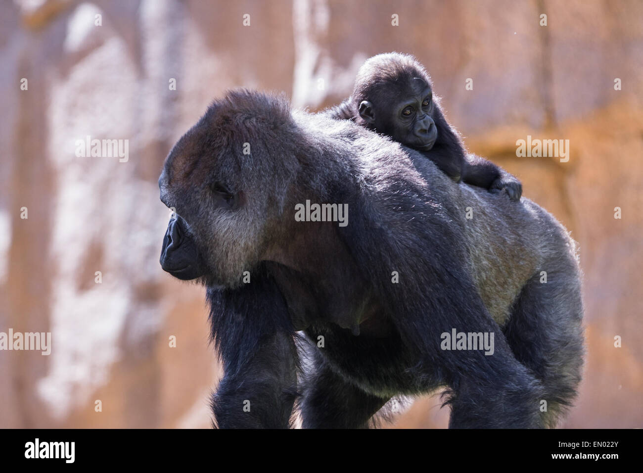 new baby gorilla at the zoo holding on to his moms back as she walks Stock Photo Alamy