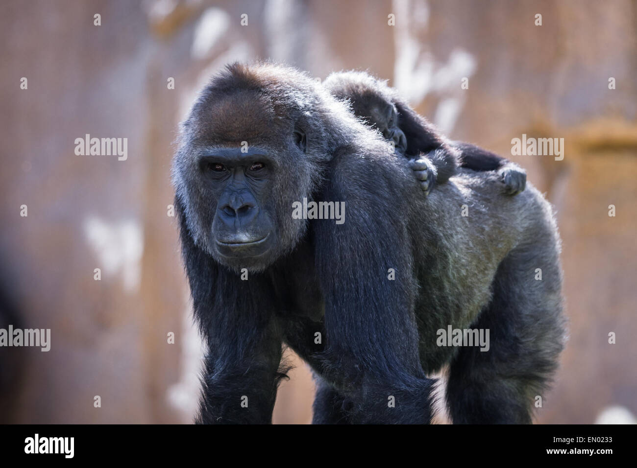 new baby gorilla at the zoo holding on to his moms back as she walks Stock Photo Alamy