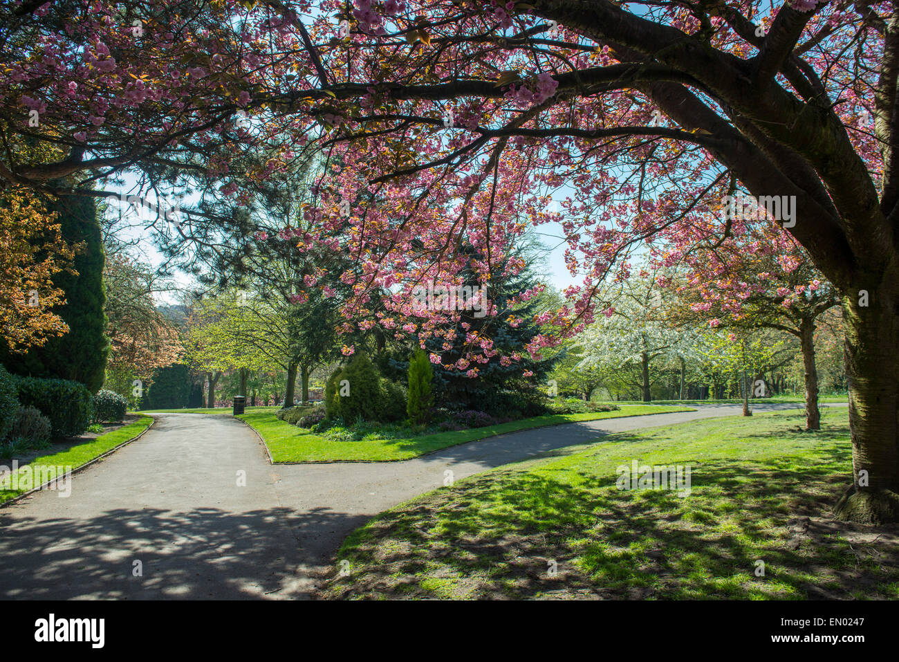 Spring at the Arboretum Park in Nottingham City Centre, Nottinghamshire England UK Stock Photo