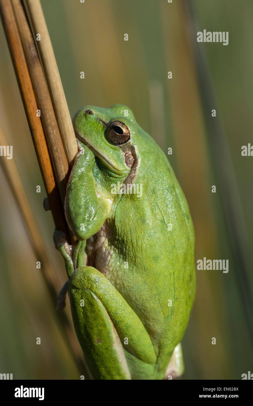 European tree frog  (Hyla arborea) Stock Photo