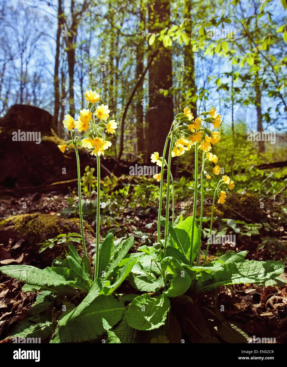 cowslips on a spring forest Stock Photo - Alamy