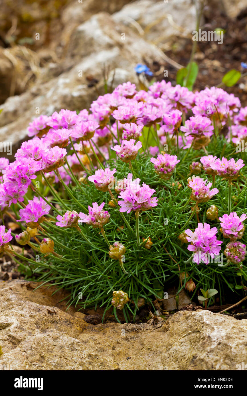 Saxifraga genus in the family Saxifragaceae containing about 440 species of holarctic perennial plants known as saxifrages Stock Photo