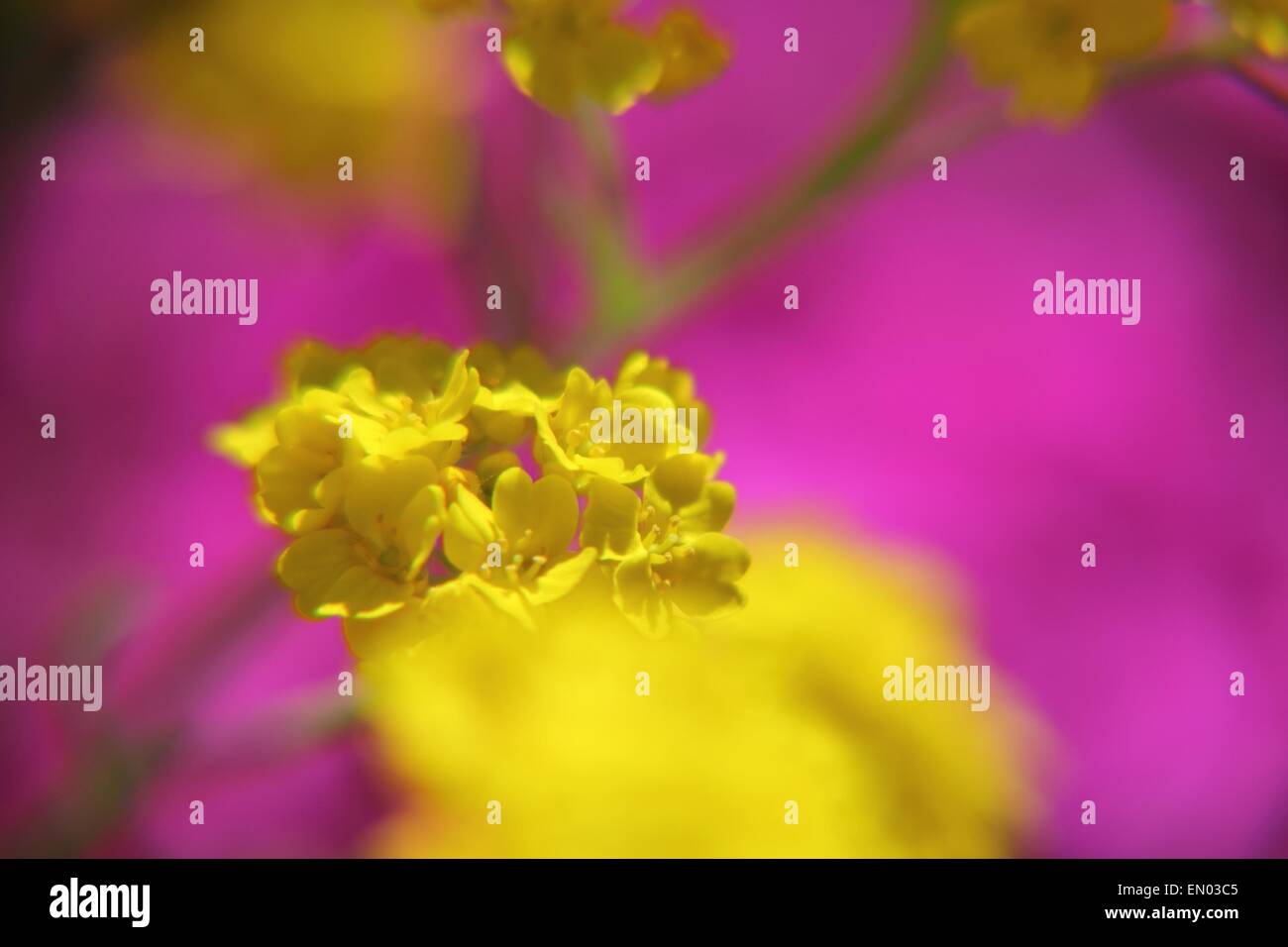 Purple and yellow contrast hi-res stock photography and images - Alamy