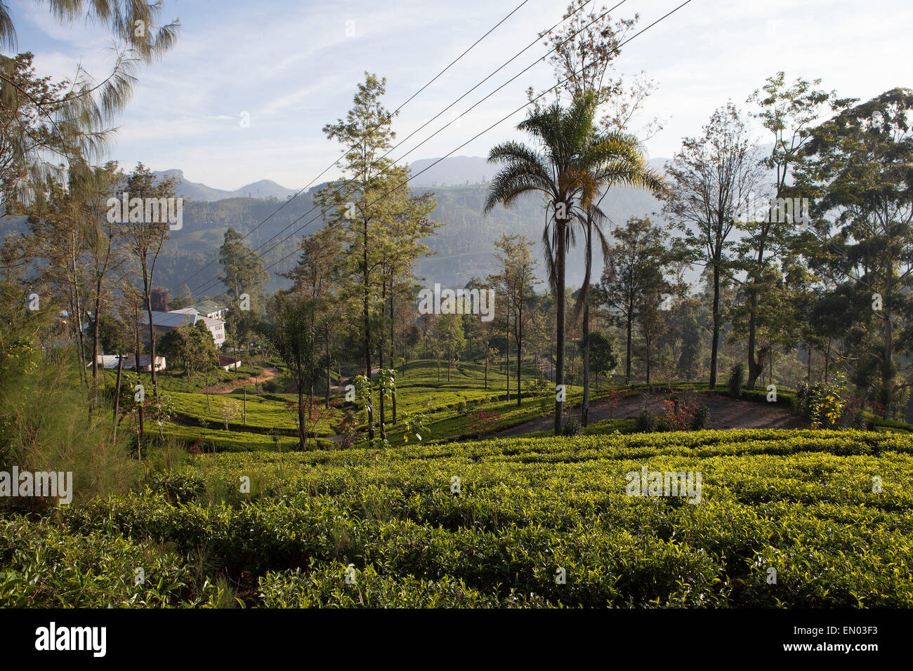Norwood Bungalow at the Dilmah Tea Estate: tea plantations Stock Photo
