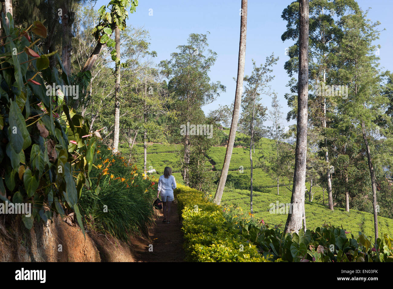 Norwood Bungalow at the Dilmah Tea Estate: tea plantations Stock Photo