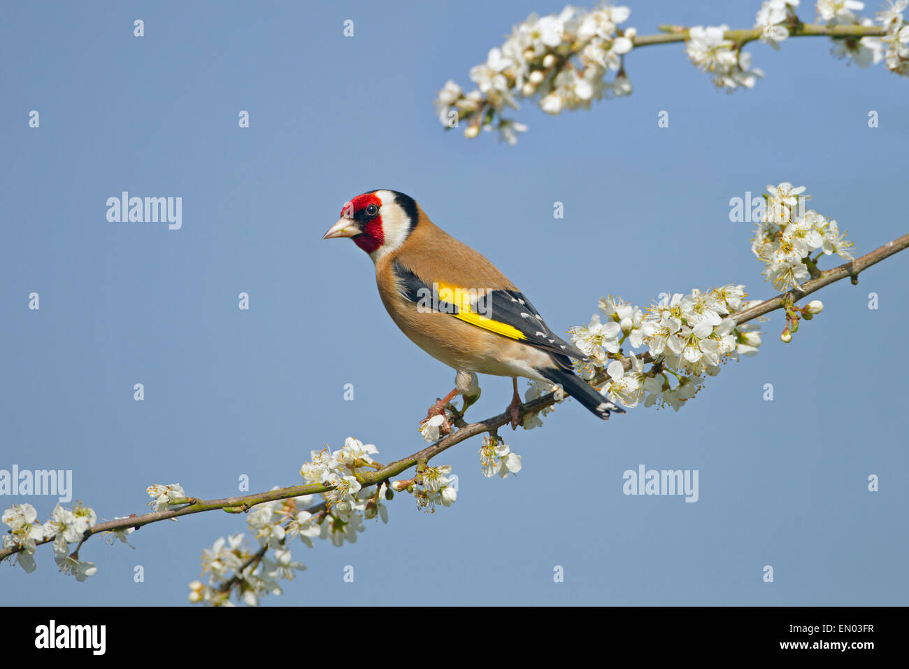 Goldfinch Carduelis carduelis on Spring blackthorn Blossom Stock Photo