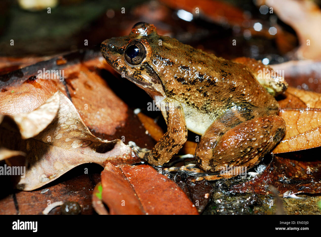 Kuhl's Creek Frog (Limnonectes kuhlii) in Kubah national park, Sarawak, Malaysia, Borneo Stock Photo
