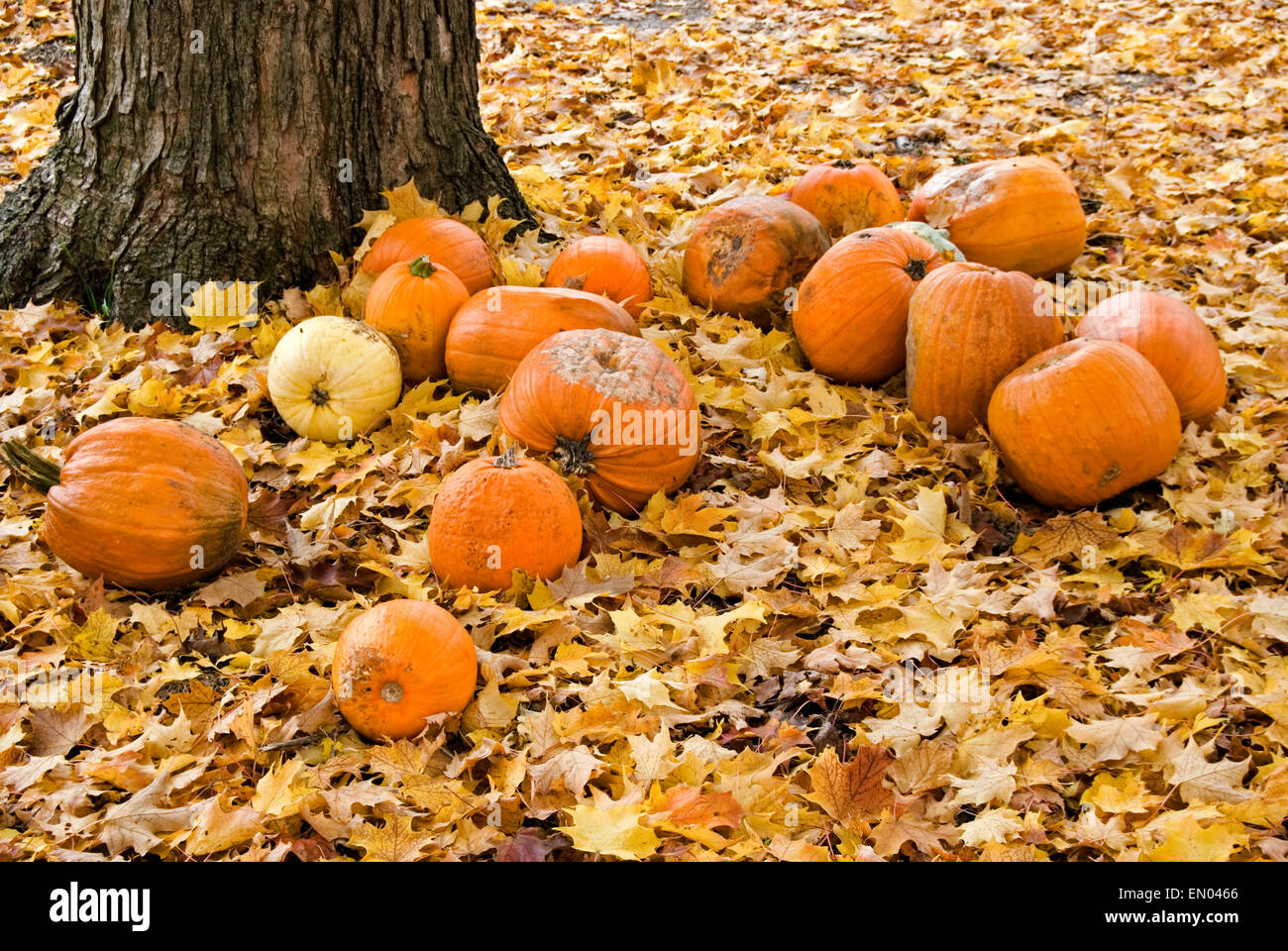 Rotting autumn pumpkins in dried leaves under tree. Stock Photo