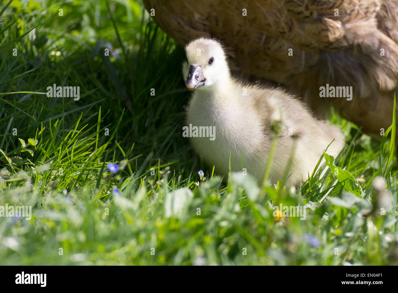 One baby goose hires stock photography and images Alamy