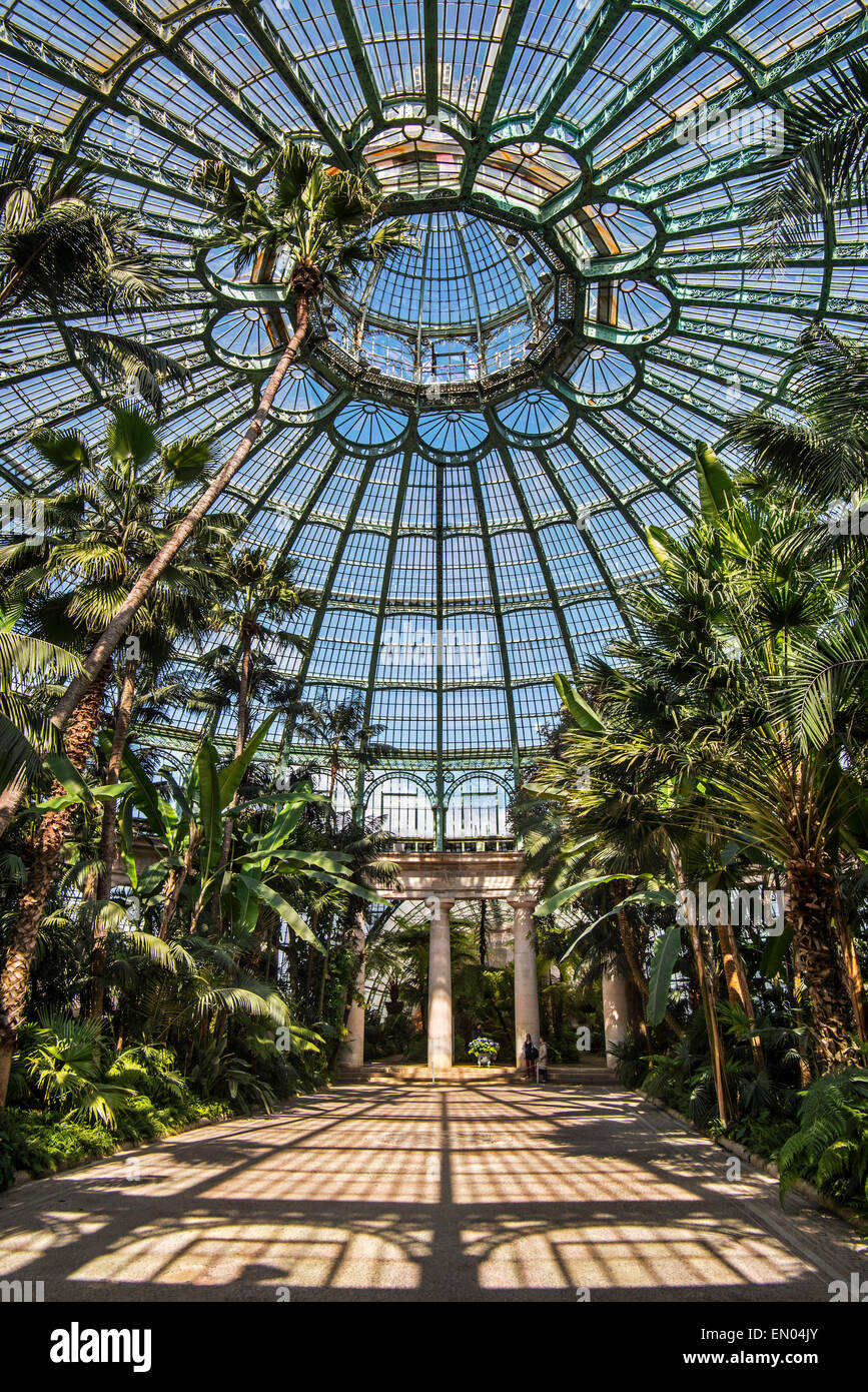 Palm trees in the Jardin d'hiver at the Royal Greenhouses of Laeken in Art Nouveau style, designed by Alphonse Balat, Belgium Stock Photo