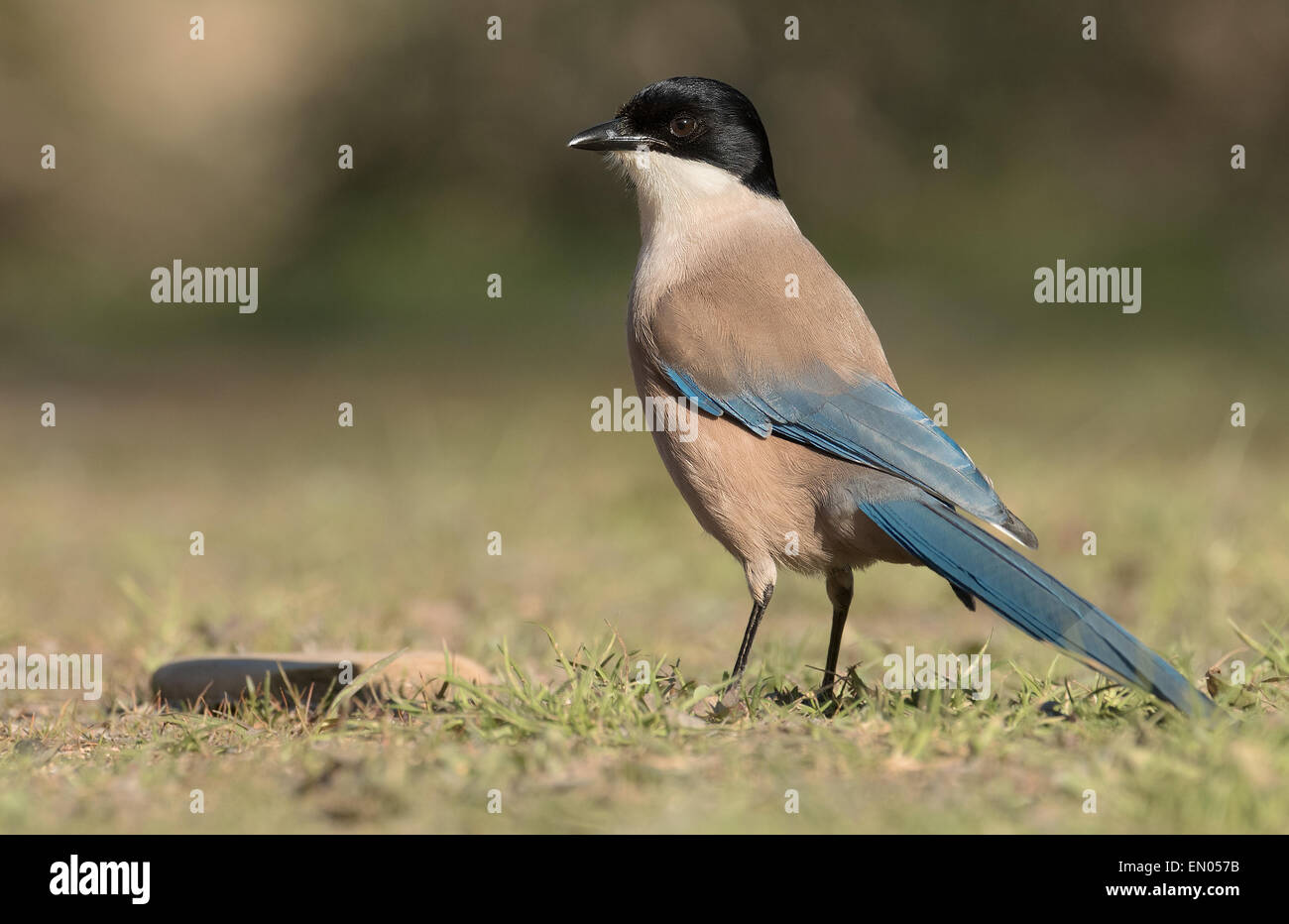 Azure-winged Magpie by river Jandula in Andalucia Stock Photo