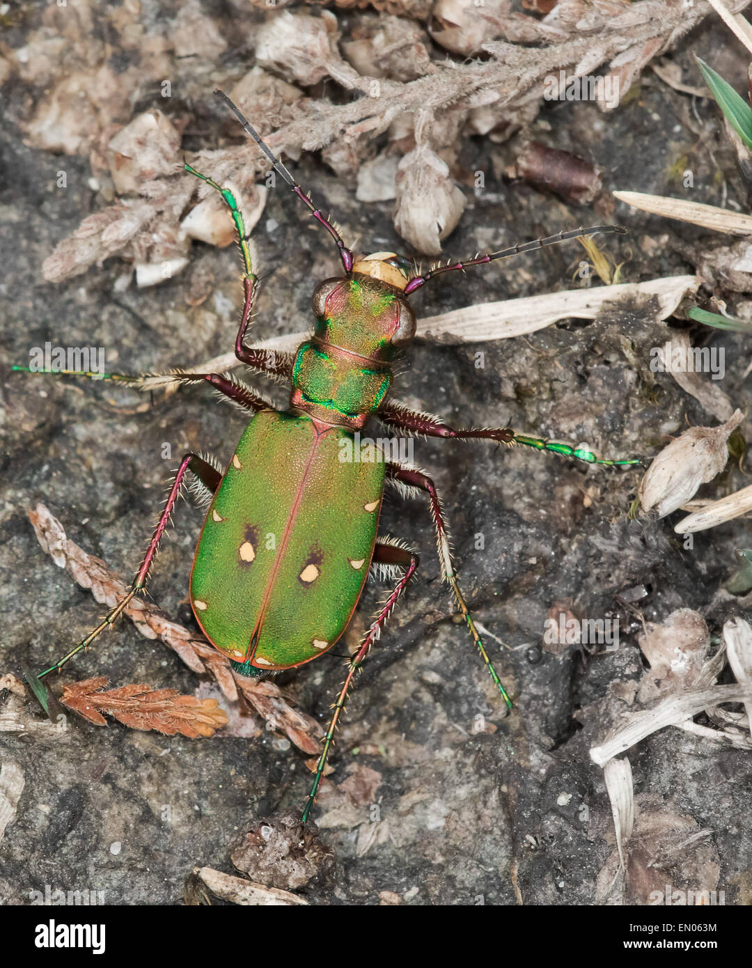 Green Tiger Beetle on scorched earth in Hampshire Stock Photo