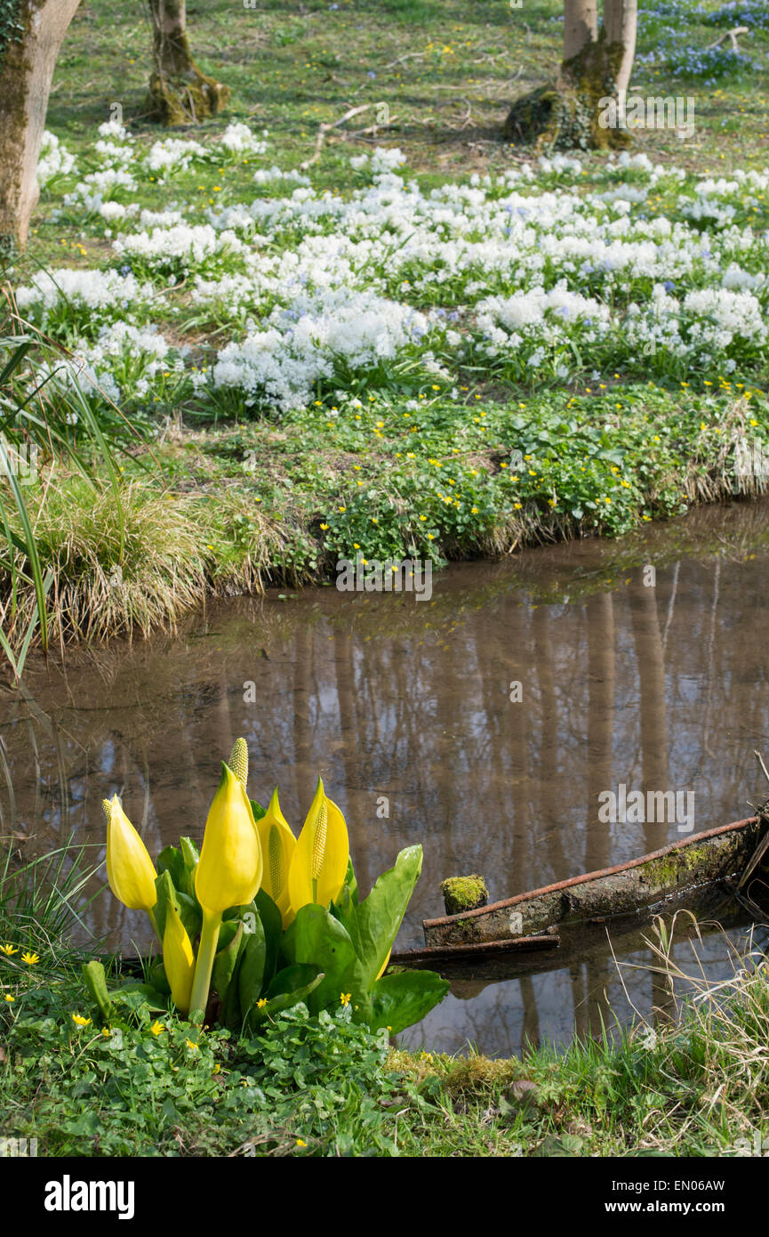 Lysichiton americanus. Yellow skunk cabbage in an English woodland in spring Stock Photo