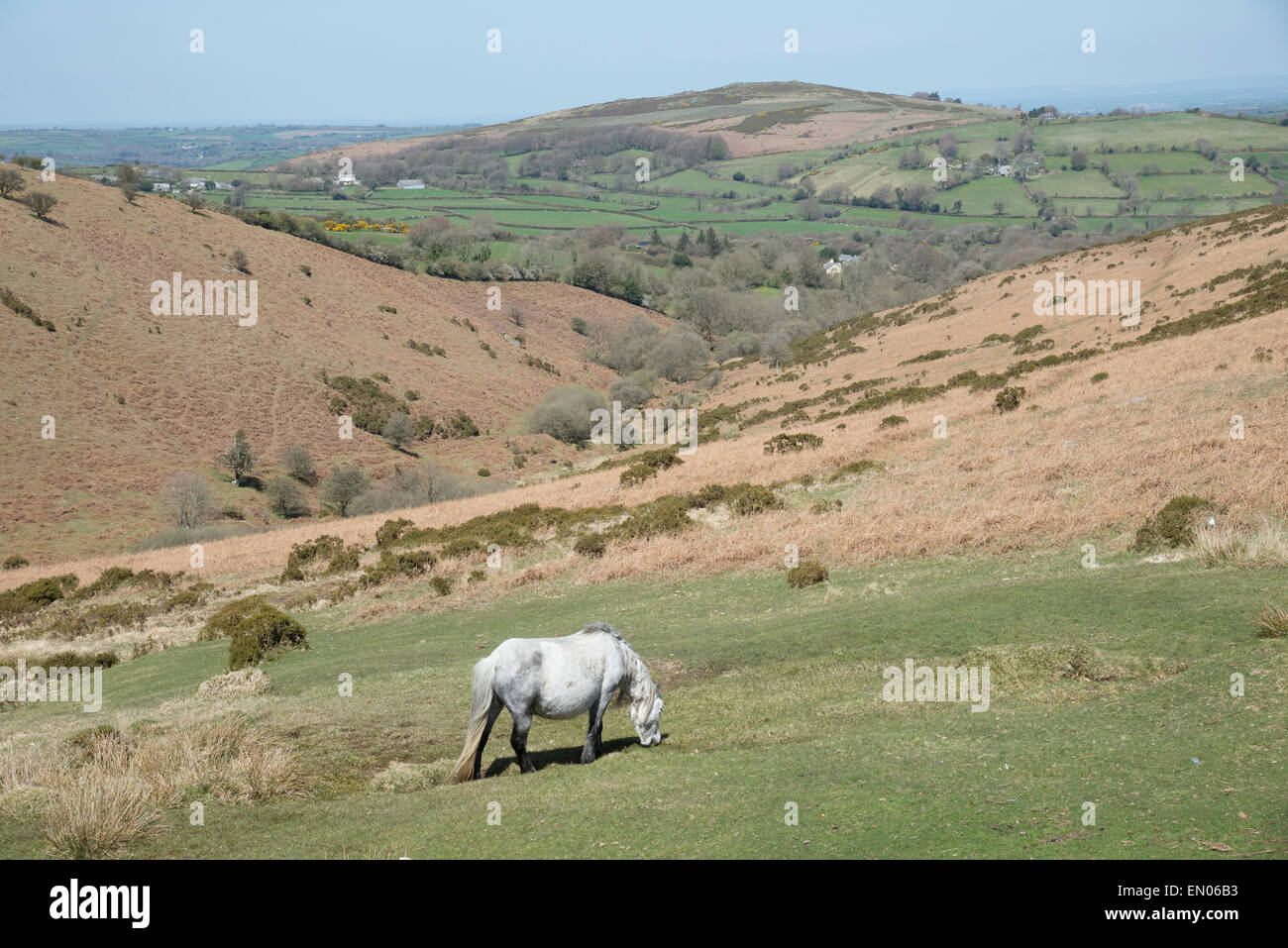 Dartmoor pony england uk hires stock photography and images Alamy