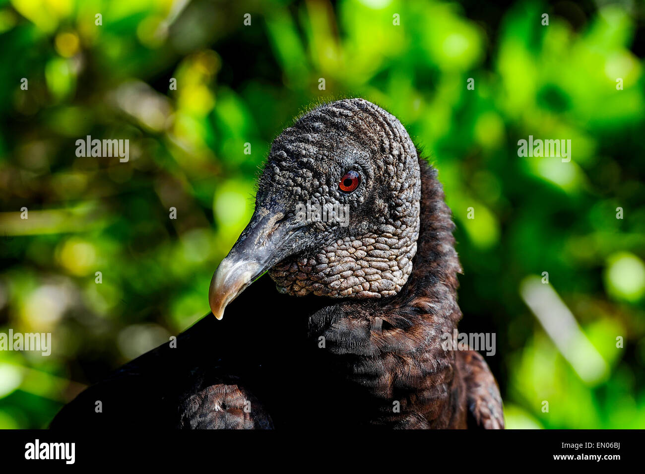 coragyps atratus, black vulture, everglades Stock Photo Alamy
