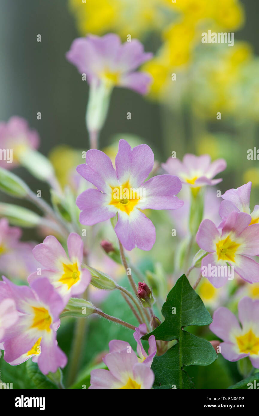 Wild pink primroses Clearance