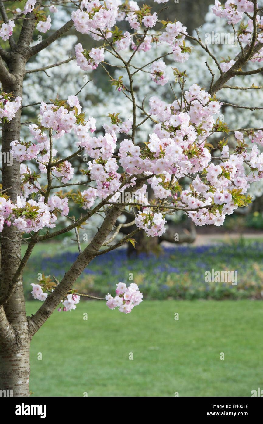 Prunus Matsumae Hayazaki. Japanese Cherry Tree. RHS Wisley Gardens. England Stock Photo