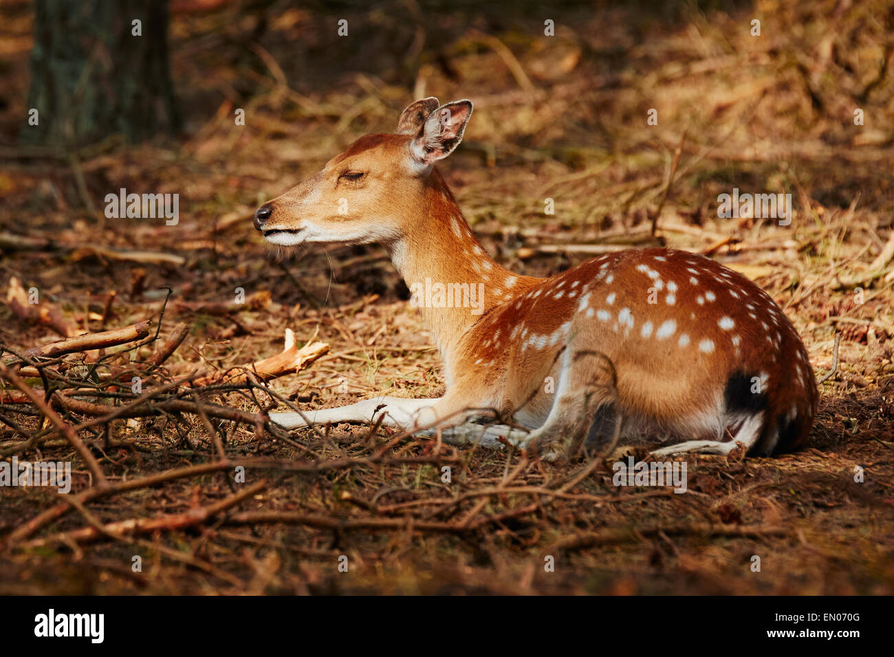 Deer Eyes In The Dark