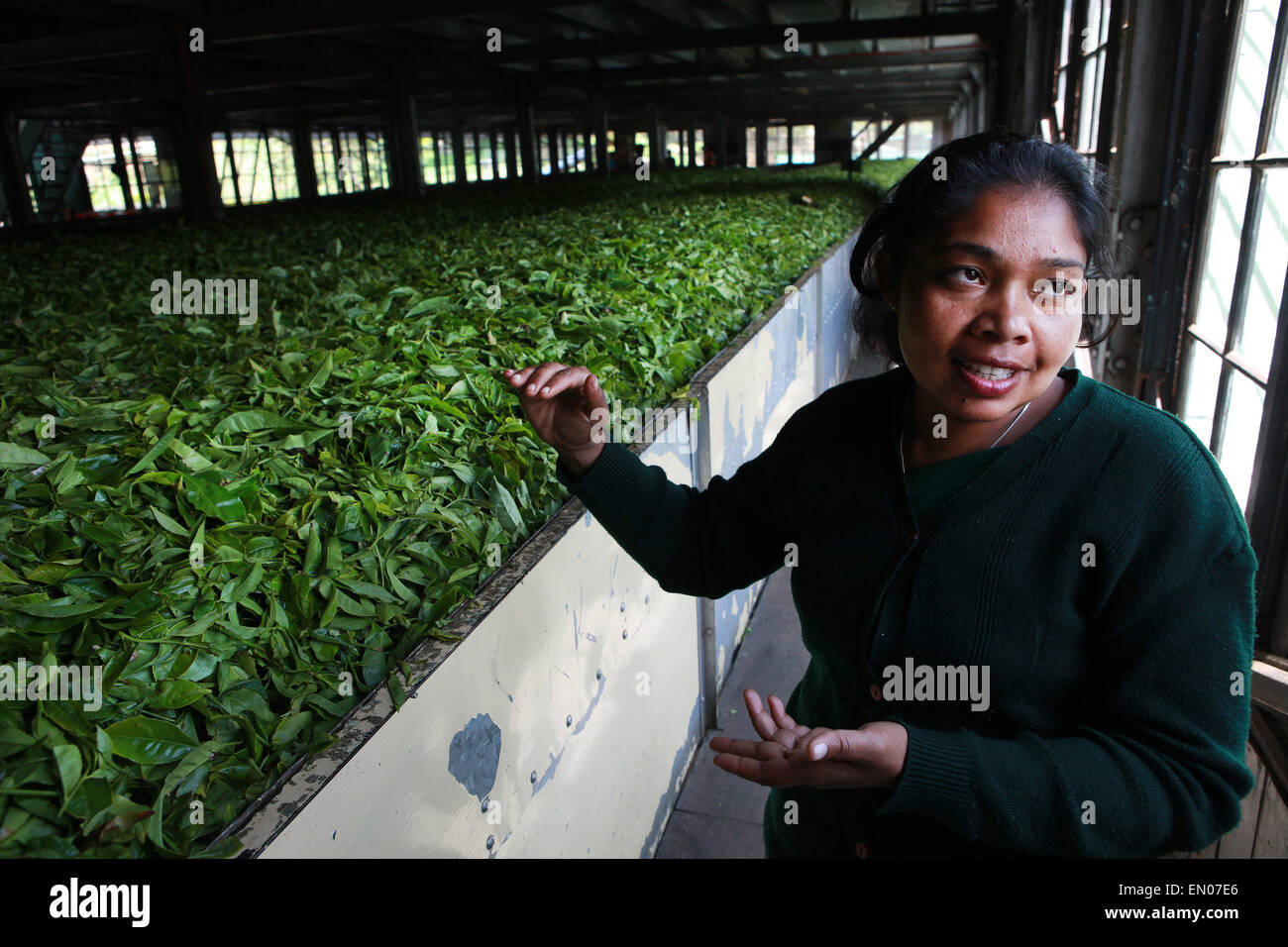SRI LANKA: Mackwood tea plantations in Nuwara Eliya Stock Photo