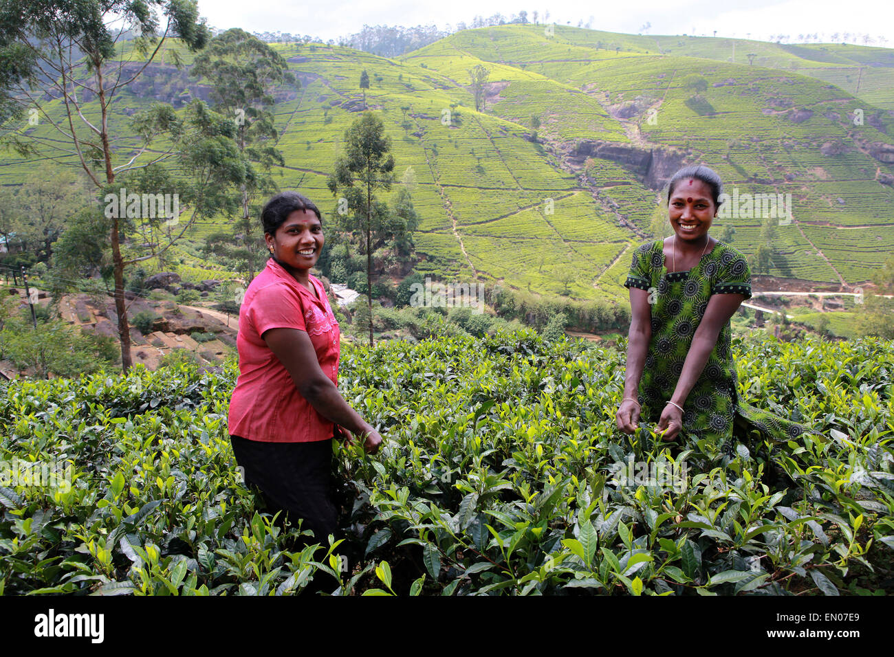 SRI LANKA: Mackwood tea plantations in Nuwara Eliya,quality controllers Stock Photo