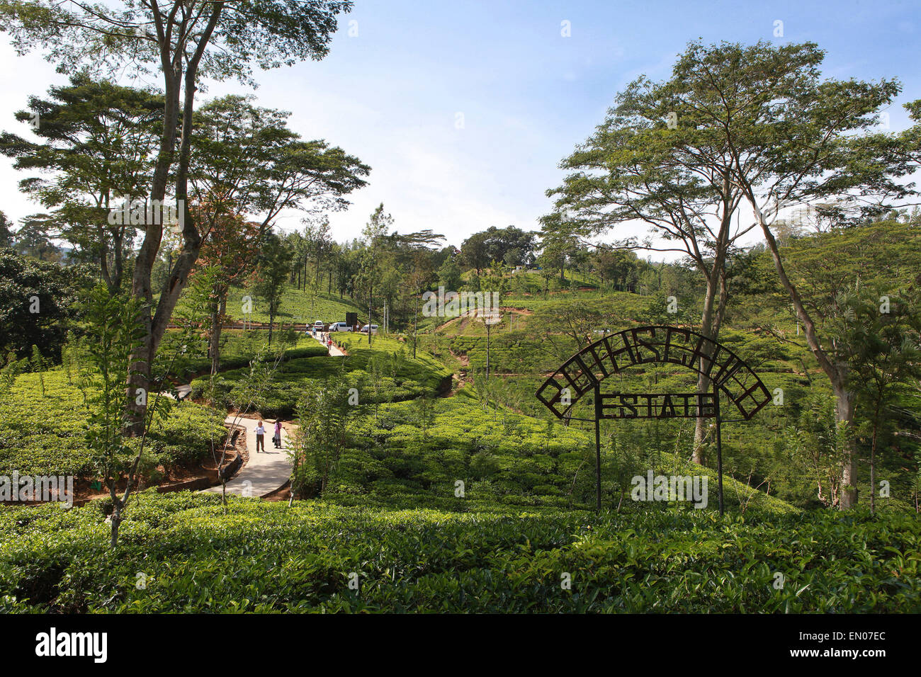 SRI LANKA:Rotschild tea plantations in Nuwara Eliya Stock Photo
