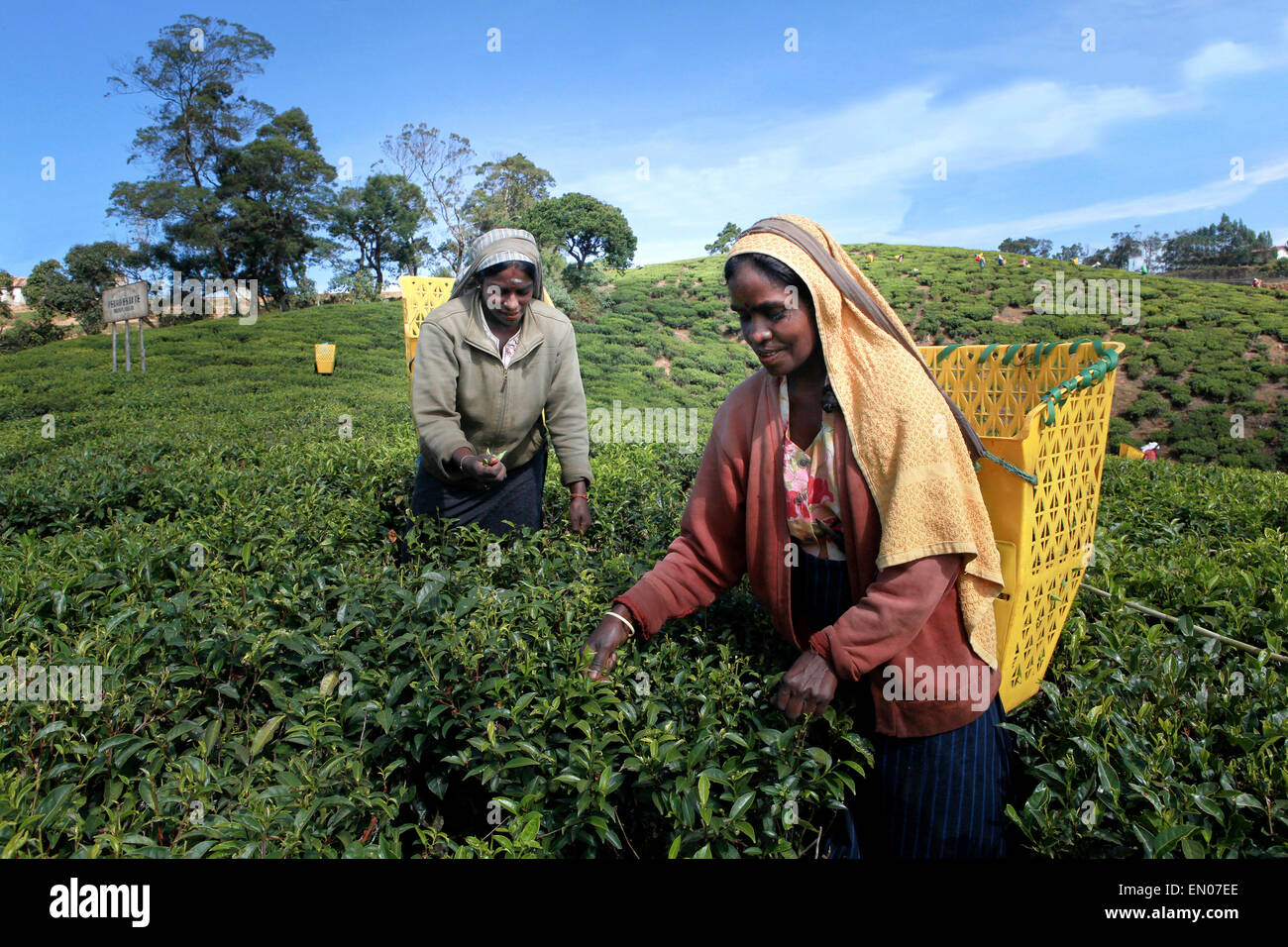 SRI LANKA: tea plantations in Nuwara Eliya: tamilise women picking tea at a tea plantation Stock Photo