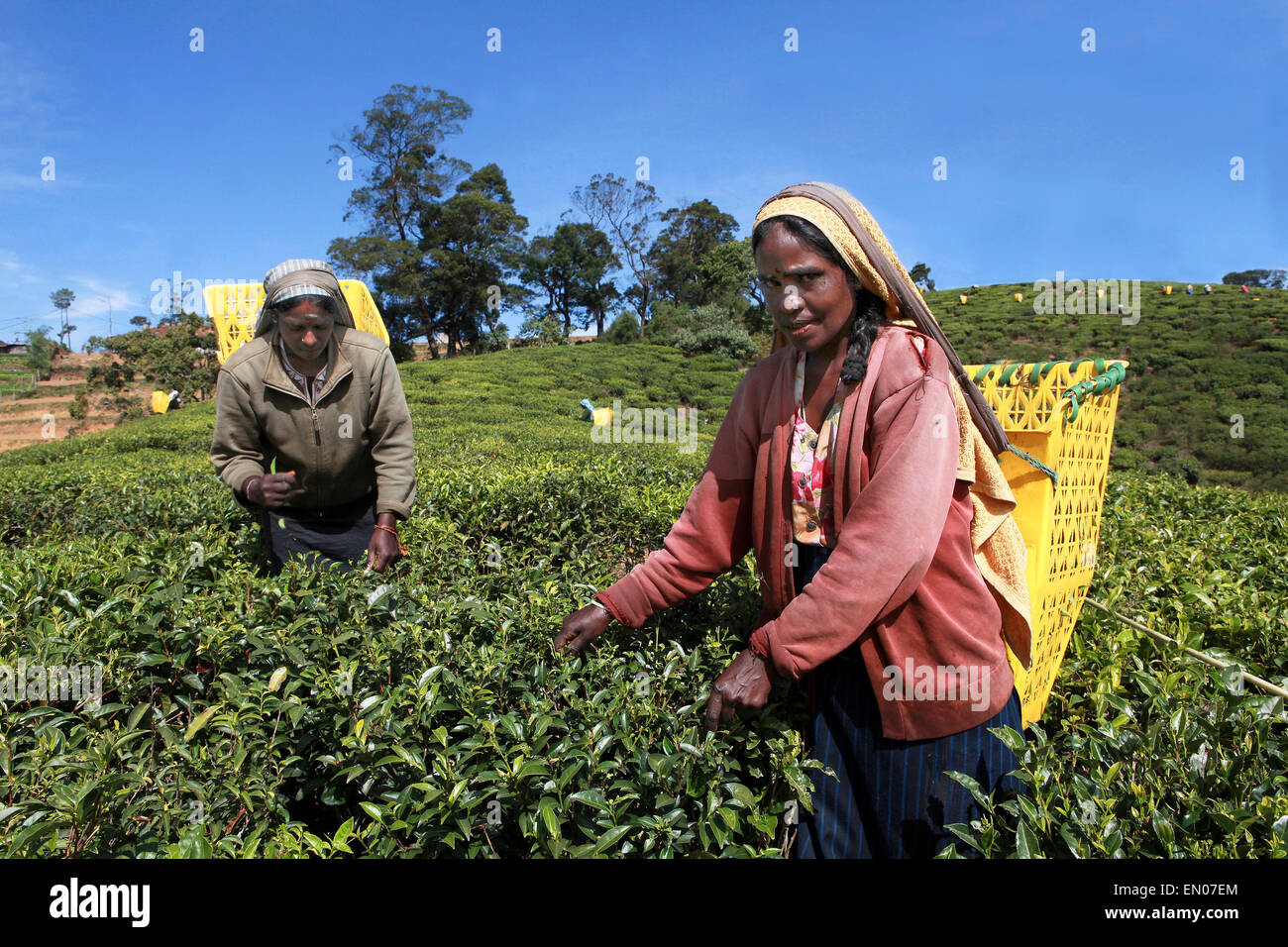 SRI LANKA: tea plantations in Nuwara Eliya: tamilise women picking tea at a tea plantation Stock Photo