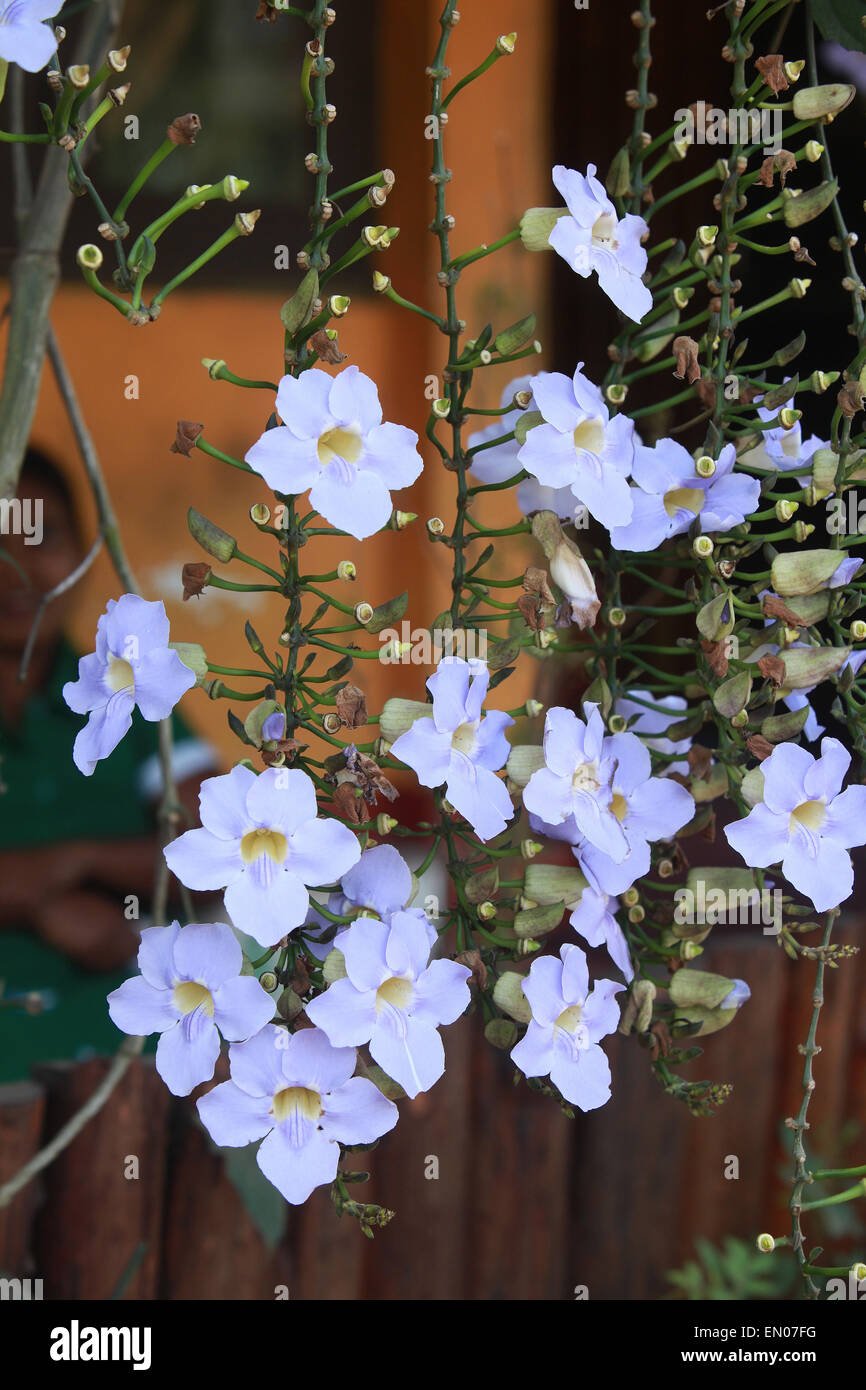 SRI LANKA: blue flowers Stock Photo