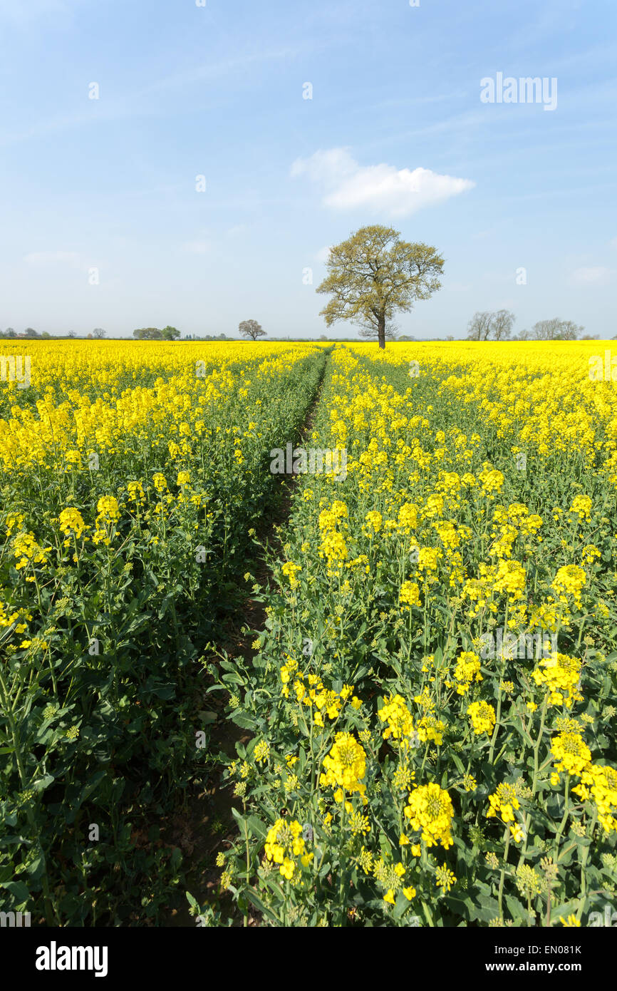 A beautiful field of rapeseed on a sunny spring day outside York, North ...