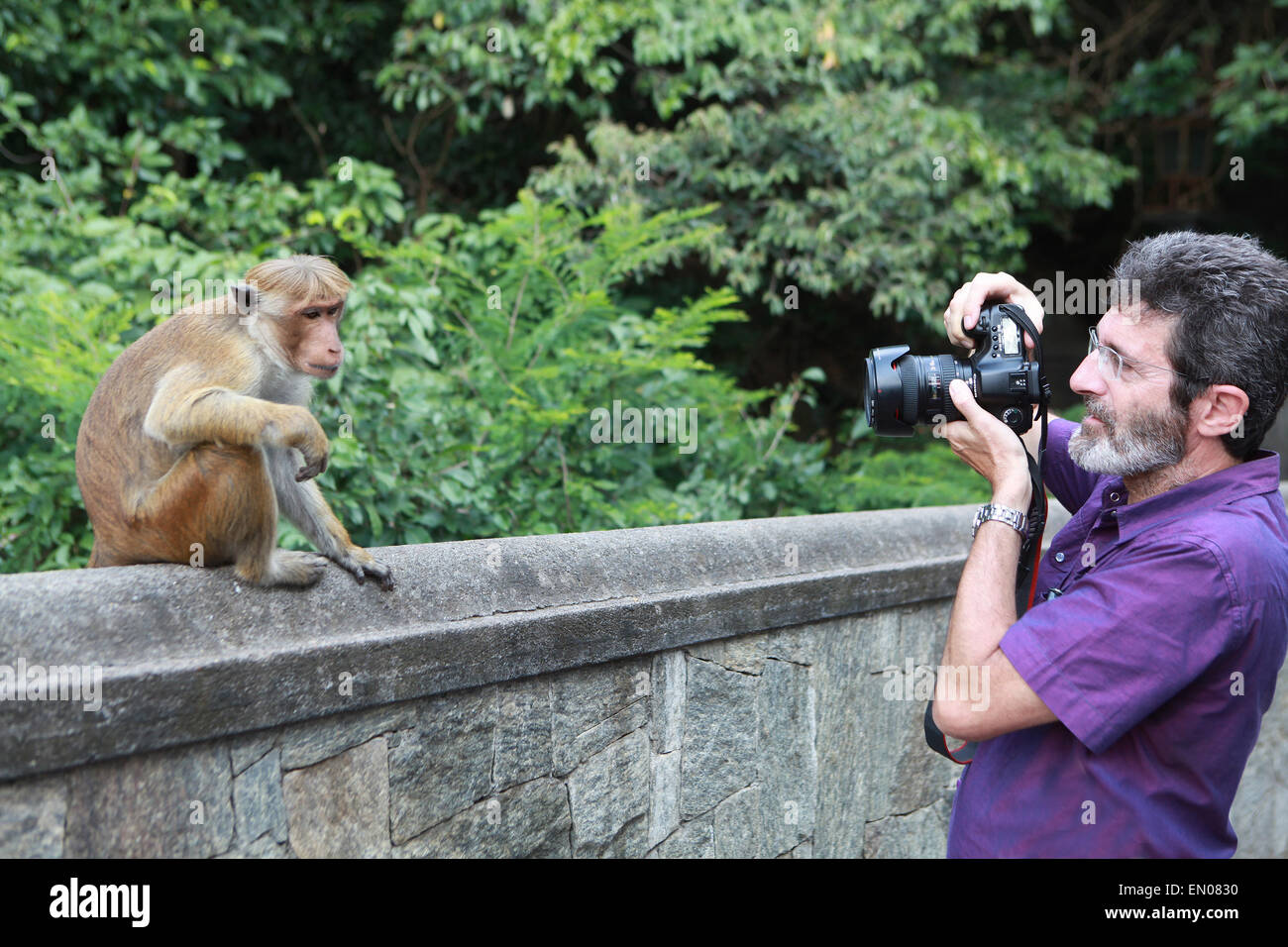 Dambulla Cave Temple,Sri Lanka: man photographing a wild monkey Stock Photo