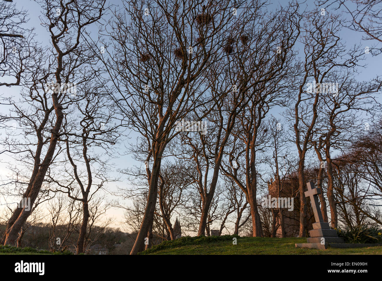 Raven nest near St David's Cathedral at sunset Stock Photo