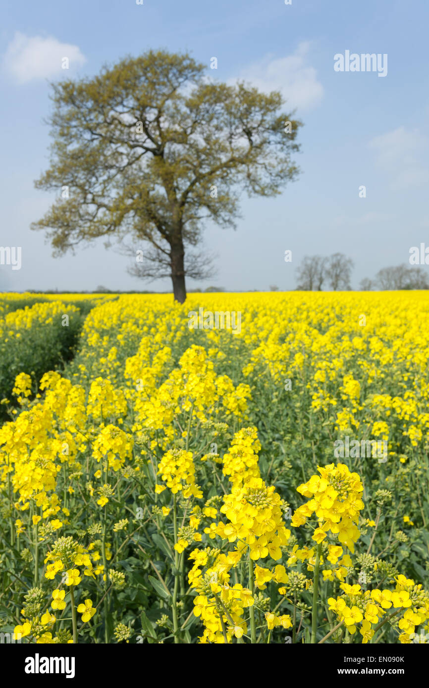 A beautiful field of rapeseed on a sunny spring day outside York, North ...