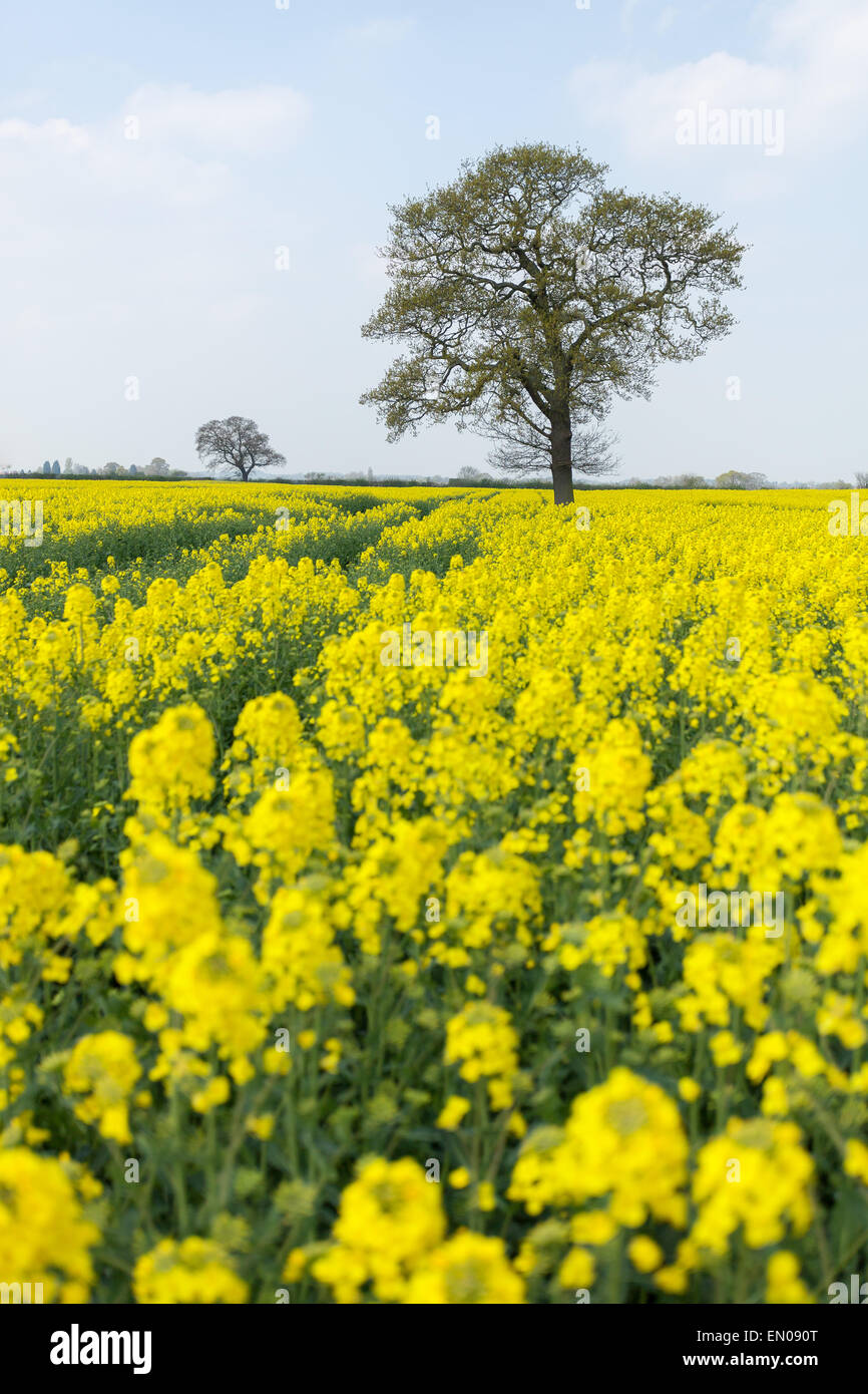 A beautiful field of rapeseed on a sunny spring day outside York, North ...