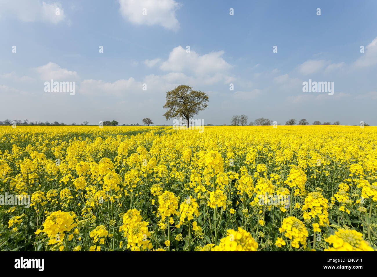 A beautiful field of rapeseed on a sunny spring day outside York, North ...