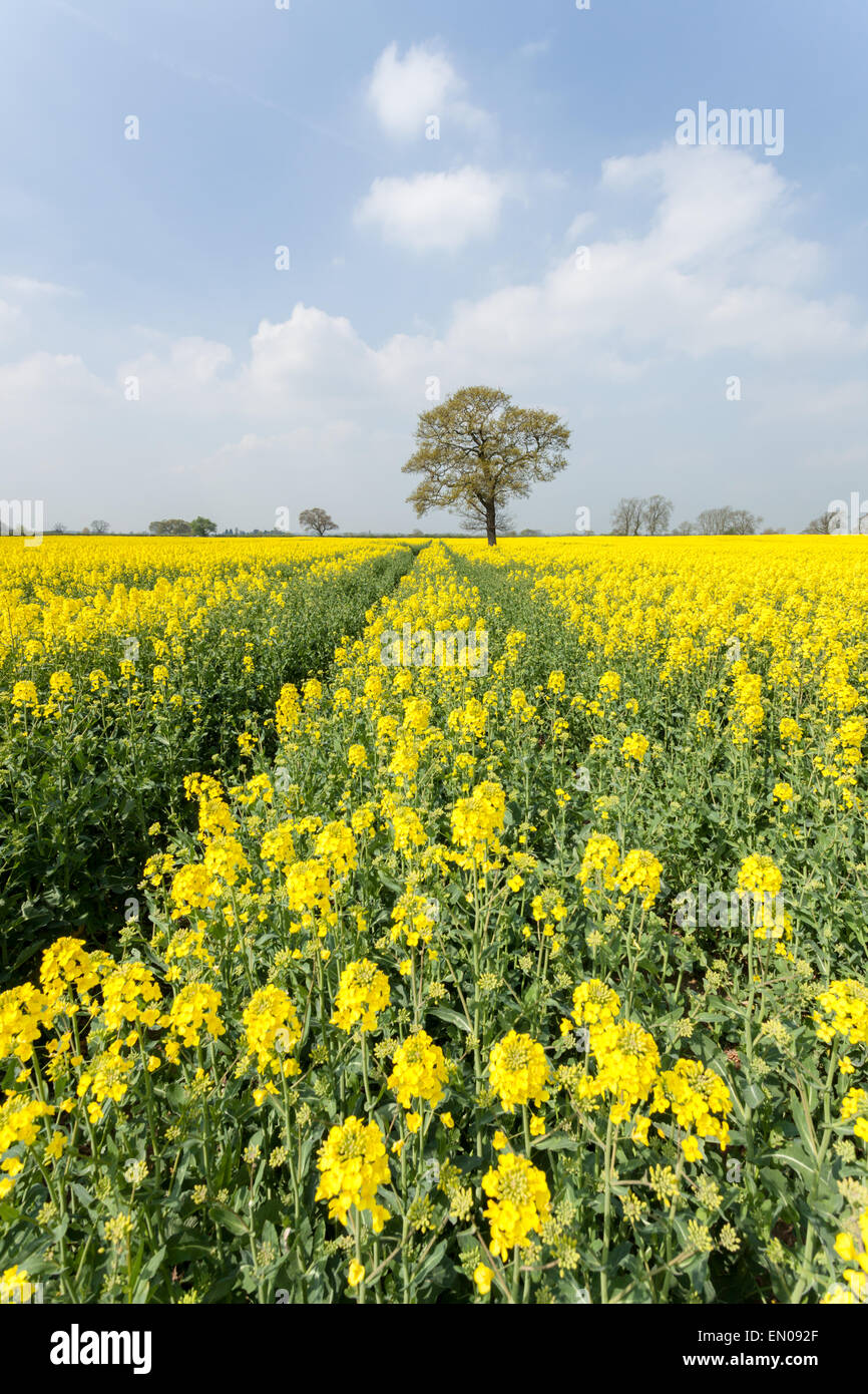 A beautiful field of rapeseed on a sunny spring day outside York, North ...