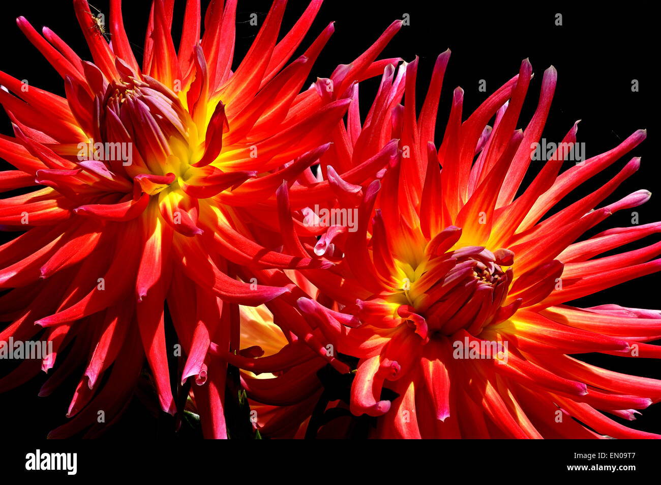 Tall dahlia border hi-res stock photography and images - Alamy