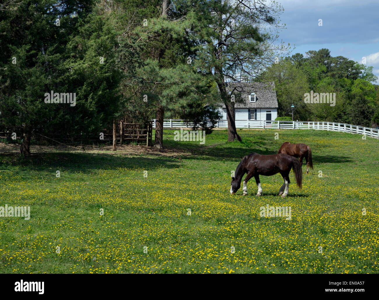 Horses in Pasture Stock Photo Biology Diagrams