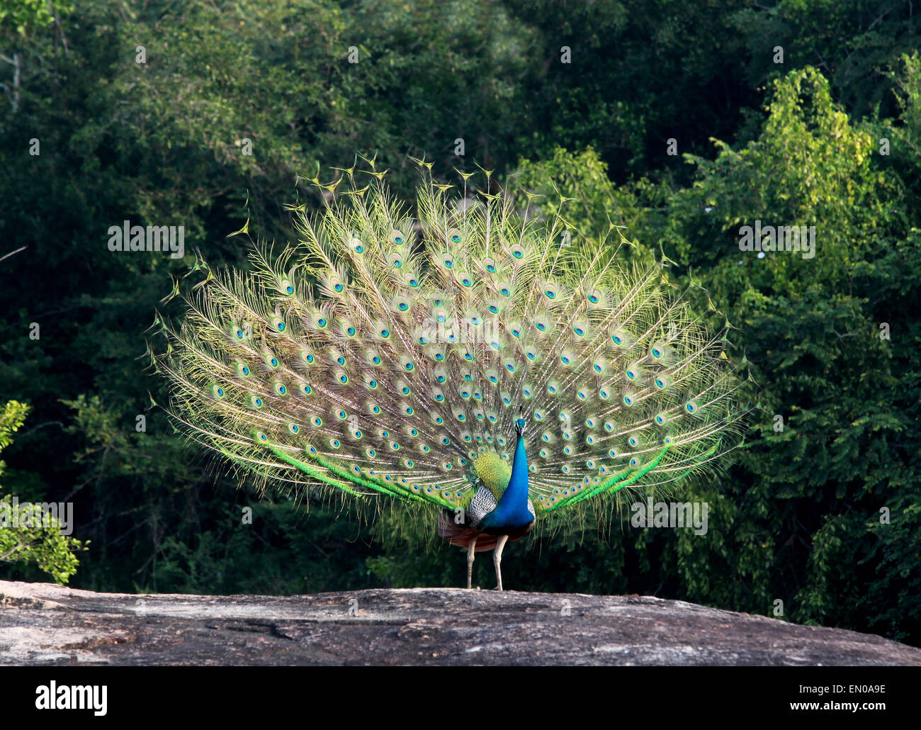 Yala National Park,Sri Lanka: peacock Stock Photo