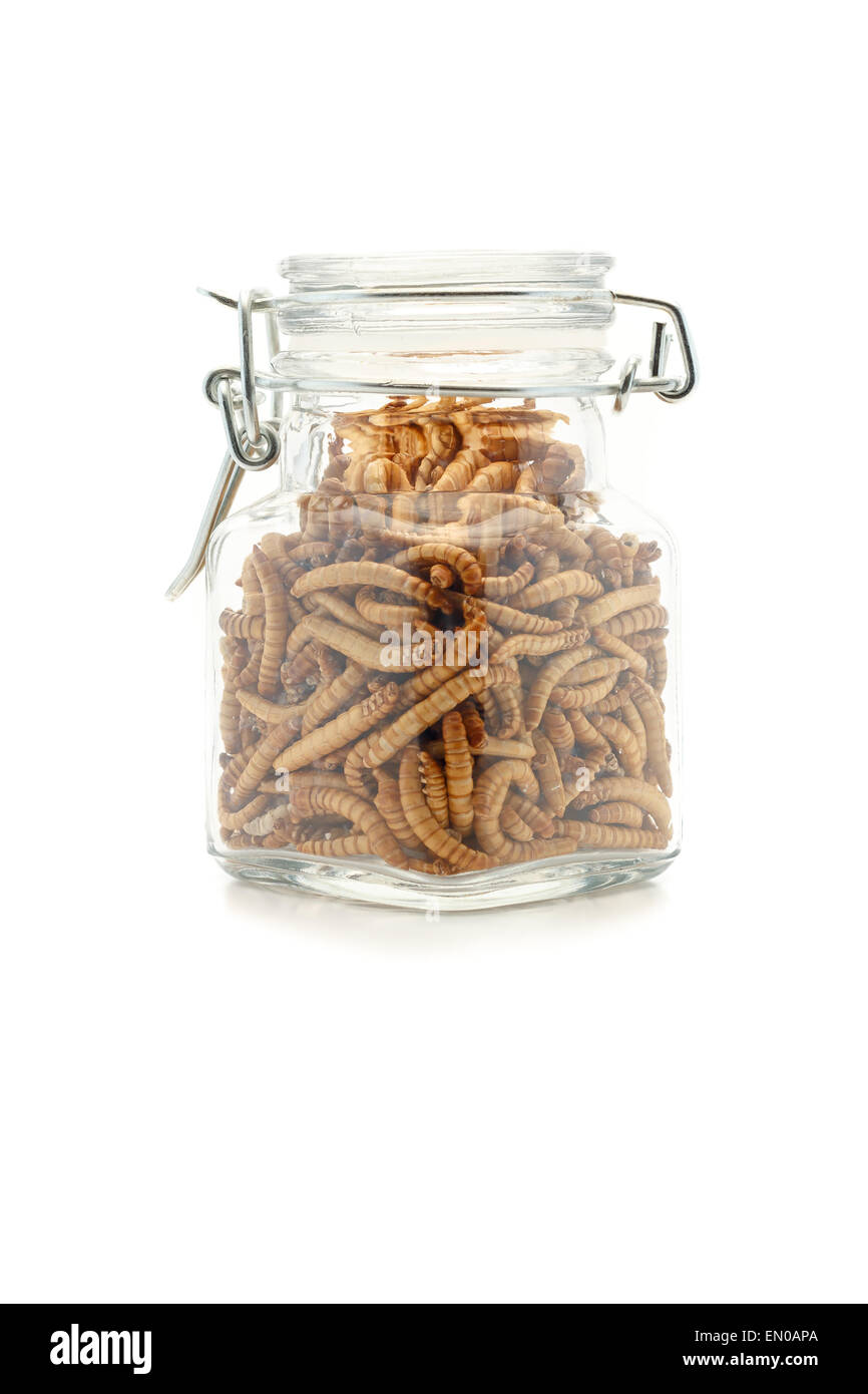 Mealworms in a jar. Food of the future. Mealworms are healthy and tasty