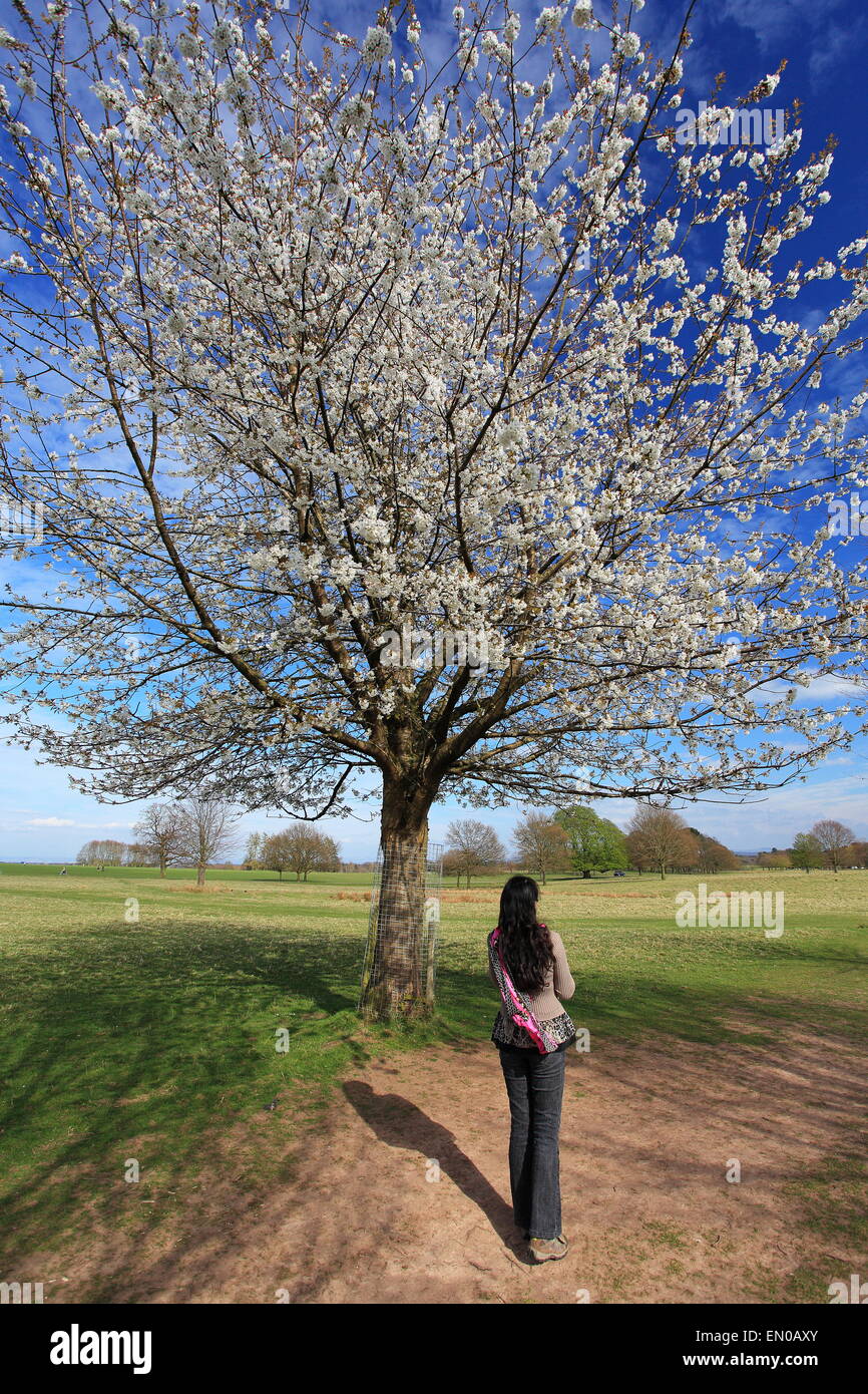 Lady and Cherry Blossom. Taken at Tatton Park, UK Stock Photo