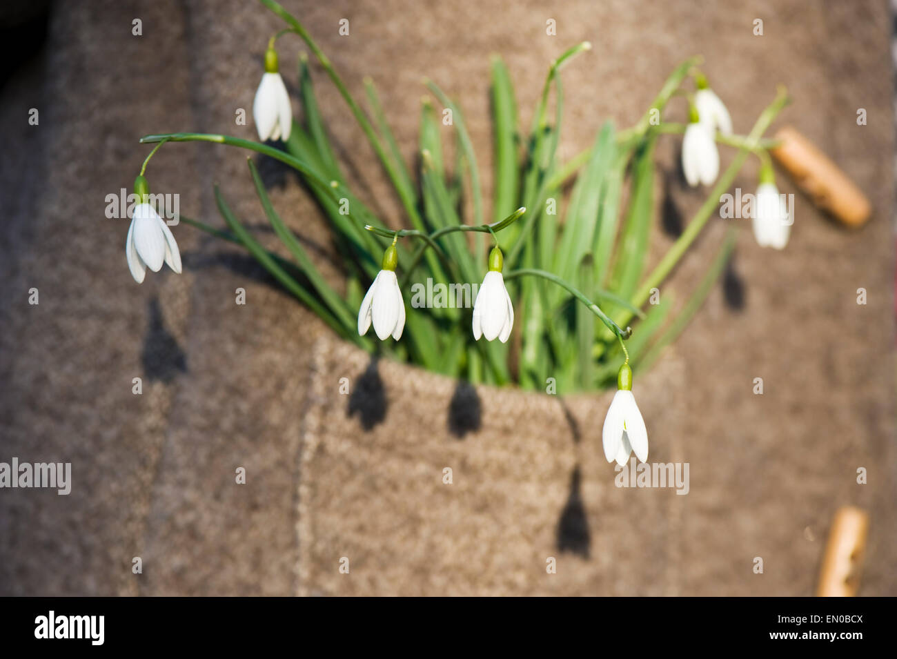 Snowdrop (Galanthus nivalis) in a  pocket of a woolen jacket Stock Photo