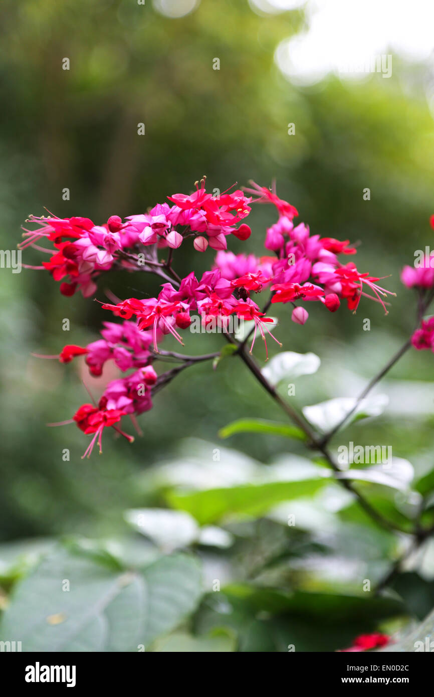 Tropical pink flowering plant Stock Photo Alamy